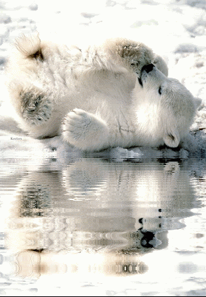 http://i483.photobucket.com/albums/rr192/annie22x/Keefers_AnimatedAnimals44.gif