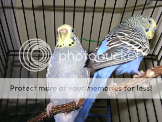 http://i483.photobucket.com/albums/rr194/Cuwan/Picture004-3.jpg