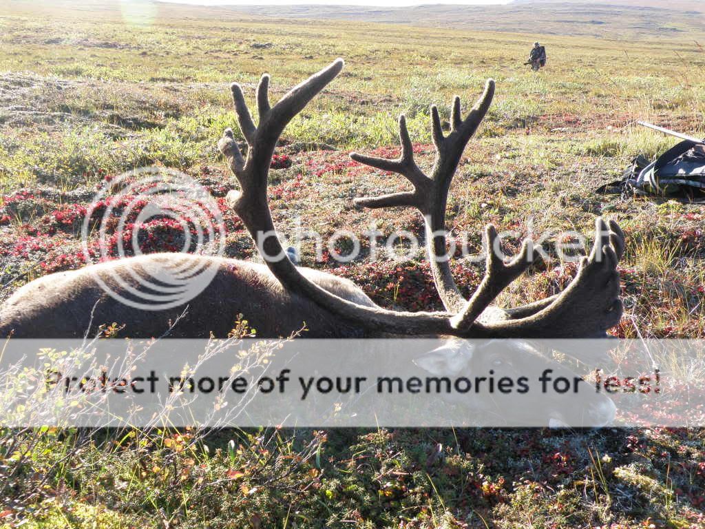 2010 Alaska caribou hunt Long Range Hunting Forum