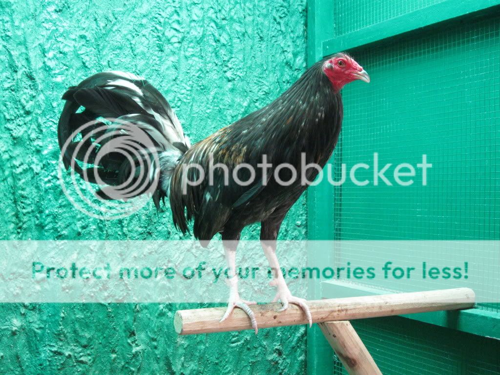 Black Butcher Broodstag Photo by totskito Photobucket