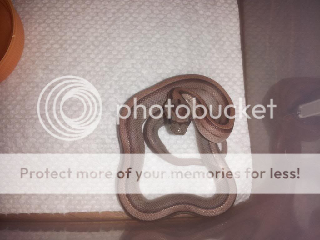 20130818_180433_zps54f6f621.jpg