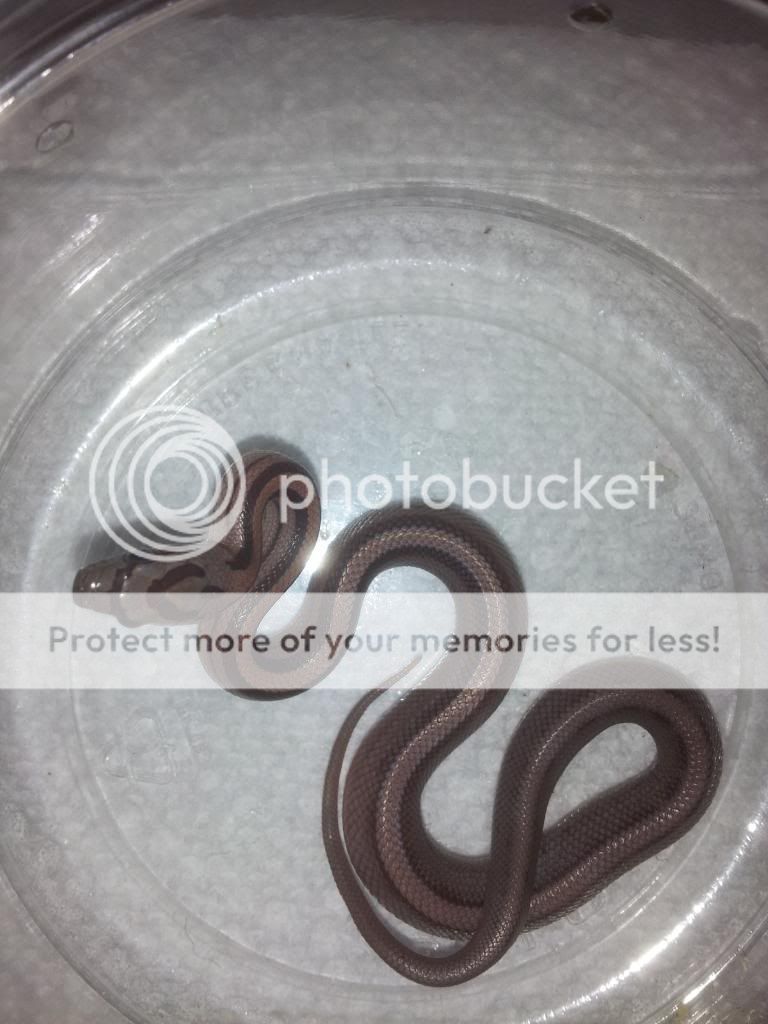 20130818_183106_zps84672188.jpg